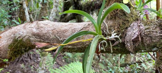 Orchidée Beclardia macrostachya