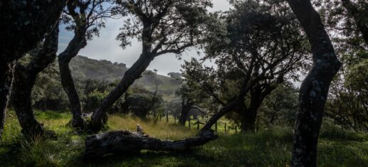Sur la route forestière 5