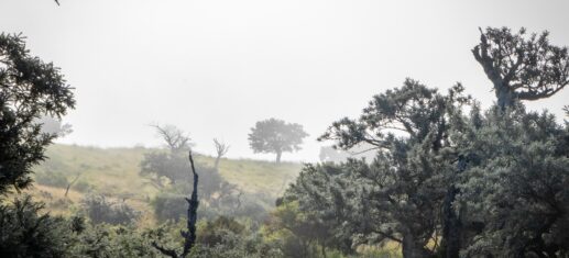 Sur la route forestière 5