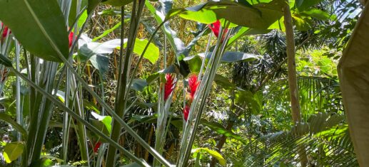 Forêt près de la route des Laves
