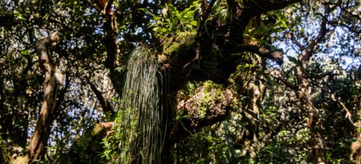 Forêt de Notre Dame de la Paix