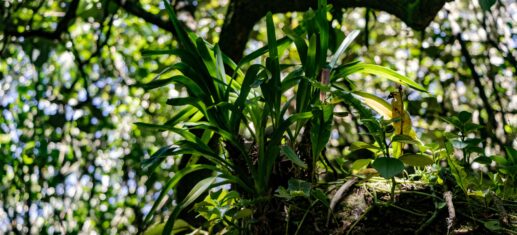 Orchidée Jumellea triquetra