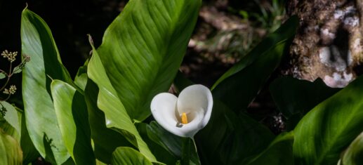 Forêt de Notre Dame de la Paix