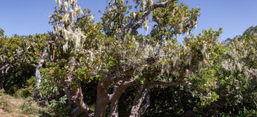 Forêt de Notre Dame de la Paix